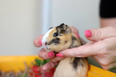 İnsanlar kobayla ilgileniyor ve onunla oynuyor..