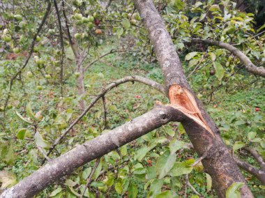 Elma ağacının dalı meyvenin ağırlığı altında kırıldı..