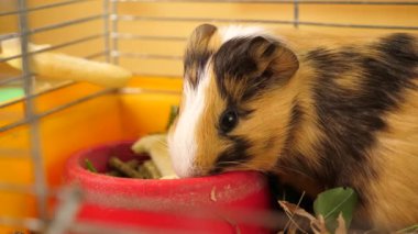 İnsanlar kobayla ilgileniyor ve onunla oynuyor..