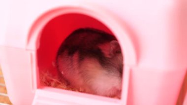 İnsanlar hamsterla ilgileniyor ve oynuyorlar..