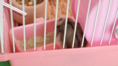 İnsanlar hamsterla ilgileniyor ve oynuyorlar..