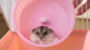 İnsanlar hamsterla ilgileniyor ve oynuyorlar..