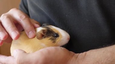 İnsanlar kobayla ilgileniyor ve onunla oynuyor..