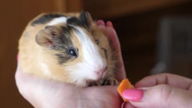 İnsanlar kobayla ilgileniyor ve onunla oynuyor..