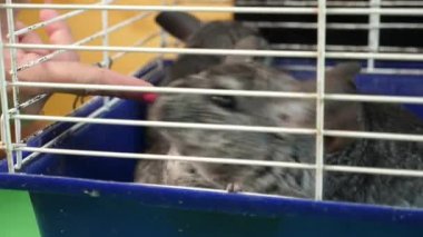 İnsanlar Çingenelerle ilgilenir ve onlarla oynar..