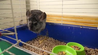 İnsanlar Çingenelerle ilgilenir ve onlarla oynar..