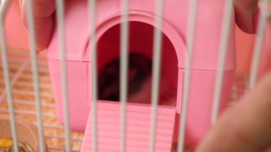 İnsanlar hamsterla ilgileniyor ve oynuyorlar..