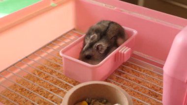 İnsanlar hamsterla ilgileniyor ve oynuyorlar..