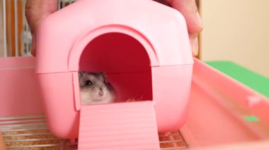 İnsanlar hamsterla ilgileniyor ve oynuyorlar..