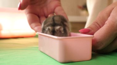 İnsanlar hamsterla ilgileniyor ve oynuyorlar..