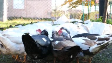 Çiftlikteki evcil ördekler. Ördeklerin bakımı ve üremesi.