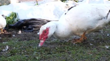 Çiftlikteki evcil ördekler. Ördeklerin bakımı ve üremesi.