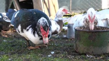 Çiftlikteki evcil ördekler. Ördeklerin bakımı ve üremesi.