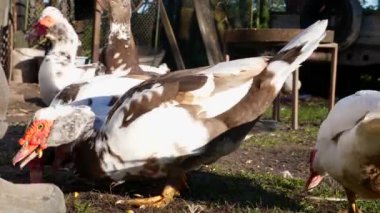 Çiftlikteki evcil ördekler. Ördeklerin bakımı ve üremesi.