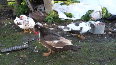 Çiftlikteki evcil ördekler. Ördeklerin bakımı ve üremesi.