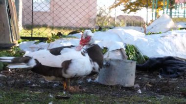 Çiftlikteki evcil ördekler. Ördeklerin bakımı ve üremesi.