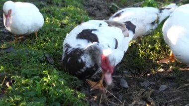 Çiftlikteki evcil ördekler. Ördeklerin bakımı ve üremesi.