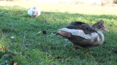 Çiftlikteki evcil ördekler. Ördeklerin bakımı ve üremesi.