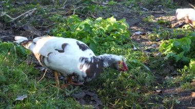 Çiftlikteki evcil ördekler. Ördeklerin bakımı ve üremesi.