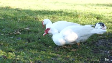 Çiftlikteki evcil ördekler. Ördeklerin bakımı ve üremesi.