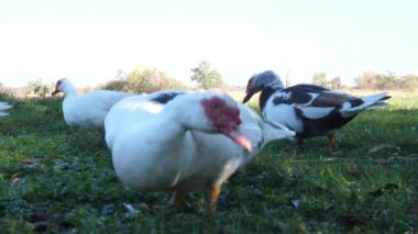 Çiftlikteki evcil ördekler. Ördeklerin bakımı ve üremesi.