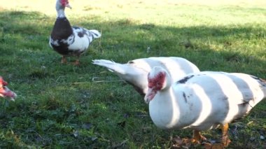 Çiftlikteki evcil ördekler. Ördeklerin bakımı ve üremesi.