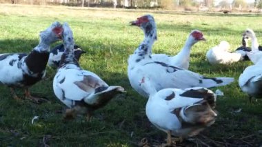 Çiftlikteki evcil ördekler. Ördeklerin bakımı ve üremesi.