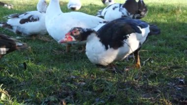 Çiftlikteki evcil ördekler. Ördeklerin bakımı ve üremesi.