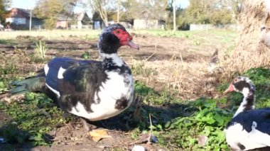 Çiftlikteki evcil ördekler. Ördeklerin bakımı ve üremesi.