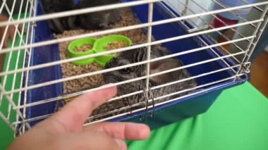 İnsanlar Çingenelerle ilgilenir ve onlarla oynar..