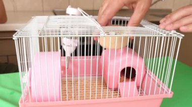 İnsanlar hamsterla ilgileniyor ve oynuyorlar..