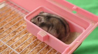 İnsanlar hamsterla ilgileniyor ve oynuyorlar..