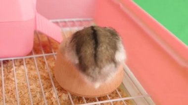 İnsanlar hamsterla ilgileniyor ve oynuyorlar..