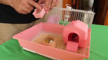 İnsanlar hamsterla ilgileniyor ve oynuyorlar..