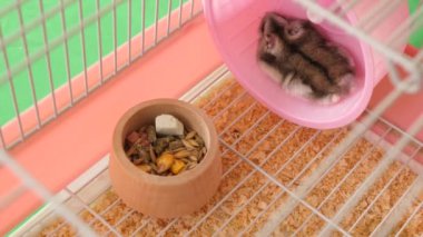 İnsanlar hamsterla ilgileniyor ve oynuyorlar..