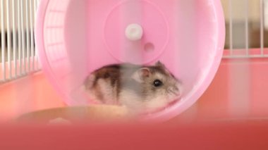 İnsanlar hamsterla ilgileniyor ve oynuyorlar..