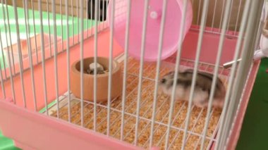 İnsanlar hamsterla ilgileniyor ve oynuyorlar..