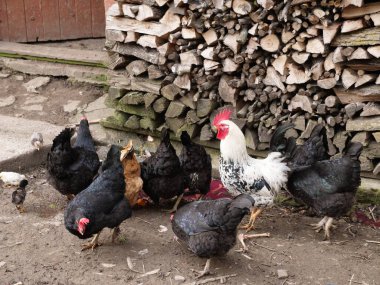Tarım koşullarında yetişkin tavuklar ve piliçler.