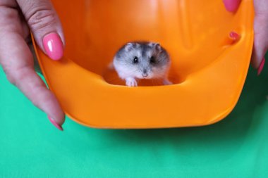 İnsanlar hamsterla ilgileniyor ve oynuyorlar..