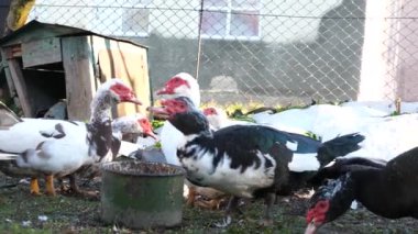 Çiftlikteki evcil ördekler. Ördeklerin bakımı ve üremesi.