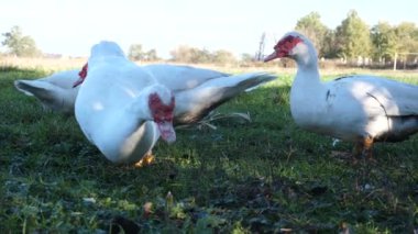Çiftlikteki evcil ördekler. Ördeklerin bakımı ve üremesi.