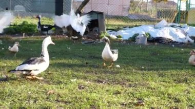 Çiftlikteki evcil ördekler. Ördeklerin bakımı ve üremesi.