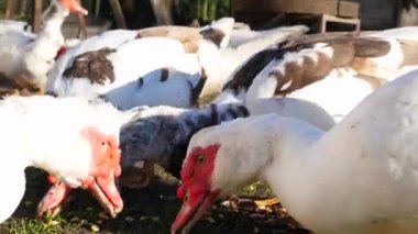 Çiftlikteki evcil ördekler. Ördeklerin bakımı ve üremesi.
