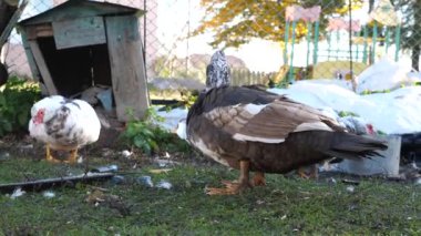Çiftlikteki evcil ördekler. Ördeklerin bakımı ve üremesi.