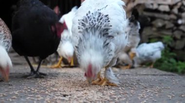 Kırsal bir çiftlikte tavuklar. Tarım. Kümes hayvanları. Çiftleşen tavuklar.