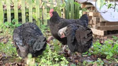 Kırsal bir çiftlikte tavuklar. Tarım. Kümes hayvanları. Çiftleşen tavuklar.