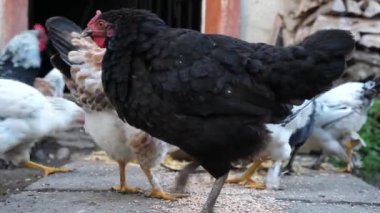 Kırsal bir çiftlikte tavuklar. Tarım. Kümes hayvanları. Çiftleşen tavuklar.