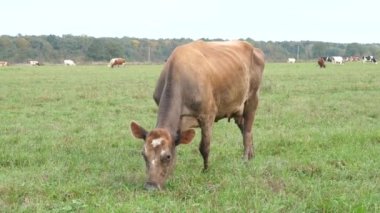 İnekler çayırda otlar. Tarım. Sığır yetiştiriciliği.