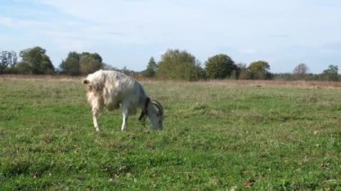 Keçiler çayırda otlar. Tarım. Keçilerin bakımı.