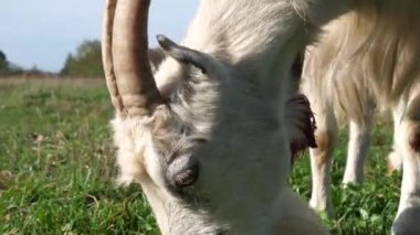 Keçiler çayırda otlar. Tarım. Keçilerin bakımı.